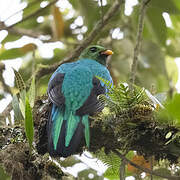 Golden-headed Quetzal