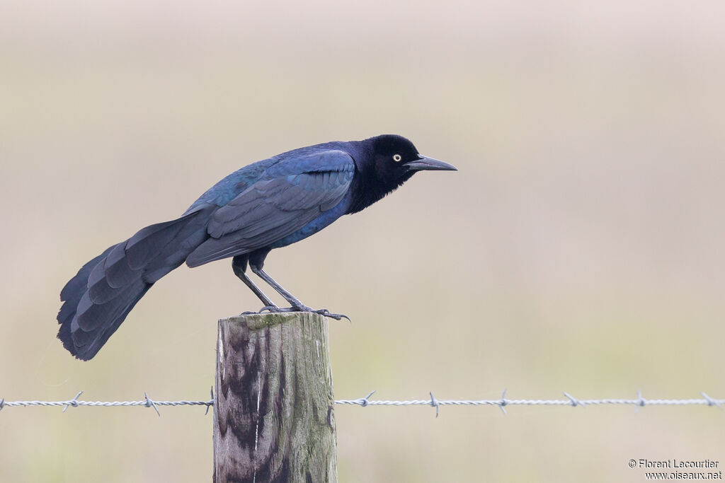 Great-tailed Grackle male adult breeding