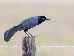 Great-tailed Grackle