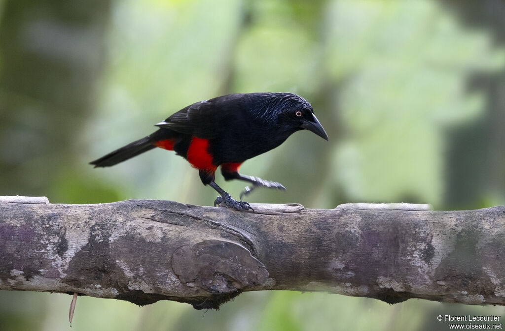 Quiscale à ventre rouge