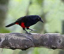 Red-bellied Grackle