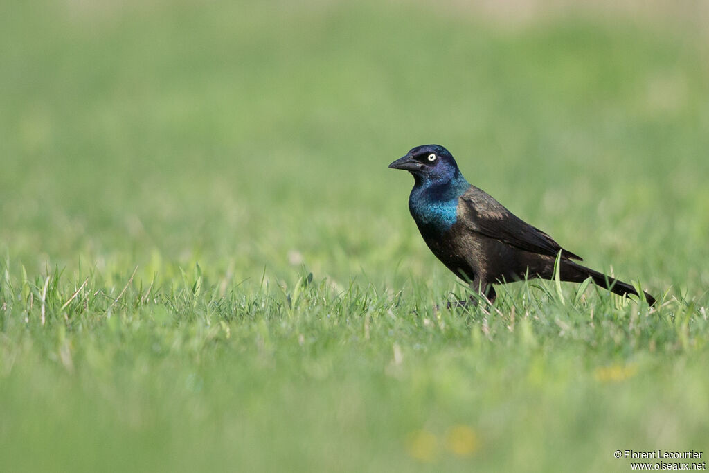 Common Grackle