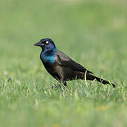 Common Grackle