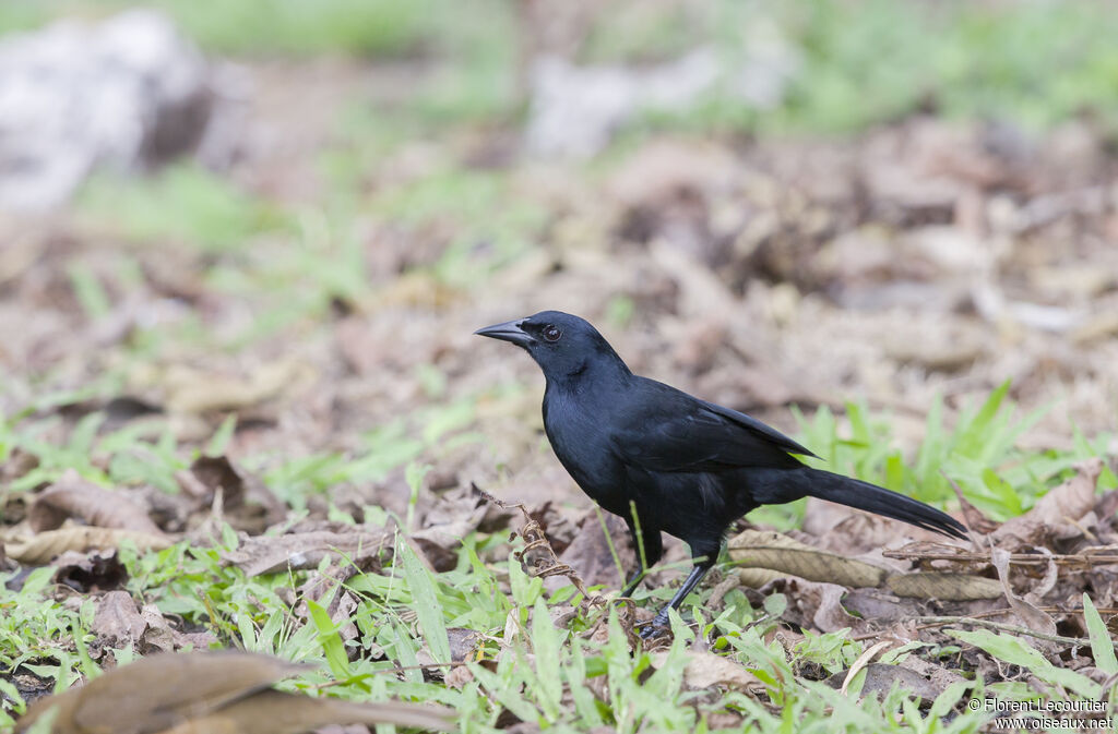 Melodious Blackbird