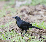 Melodious Blackbird