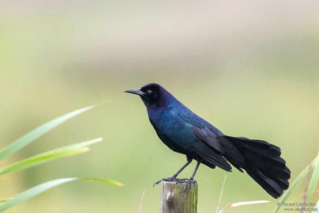 Boat-tailed Grackle male adult breeding