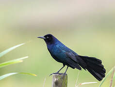 Boat-tailed Grackle