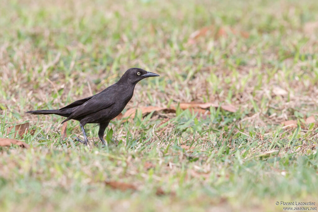 Carib Grackle