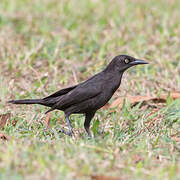 Carib Grackle