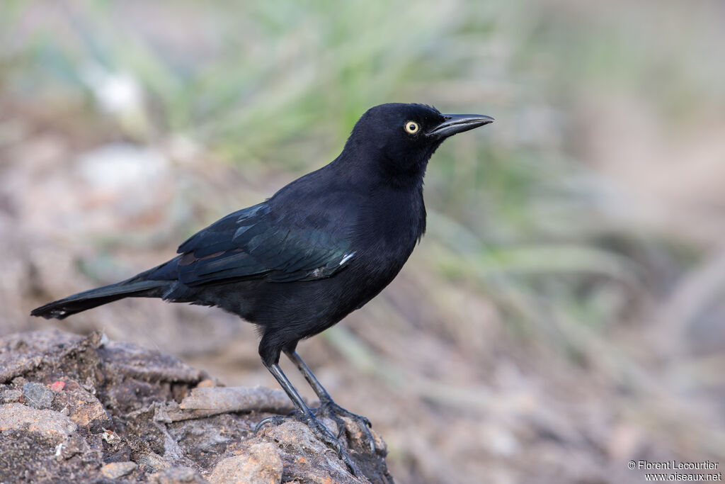 Carib Grackle