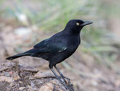 Carib Grackle