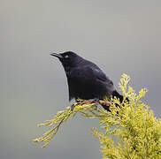 Carib Grackle