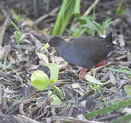 Black Crake