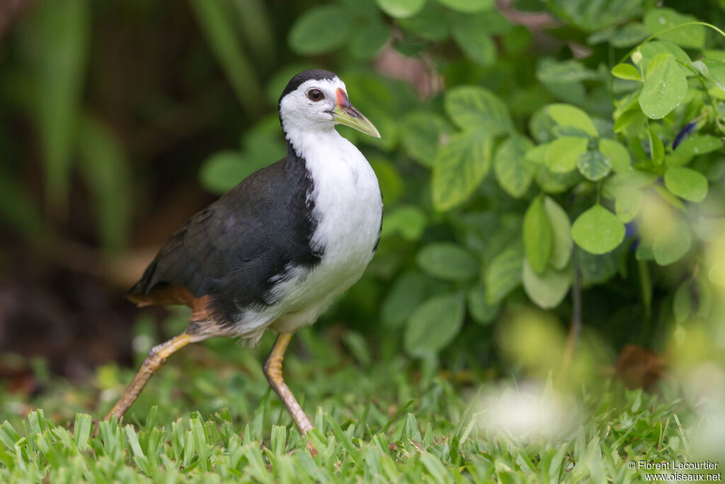 White-breasted Waterhen