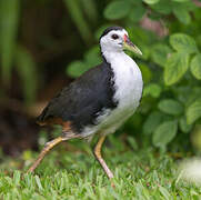 White-breasted Waterhen