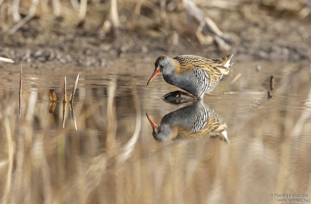 Water Rail