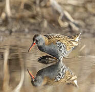 Water Rail