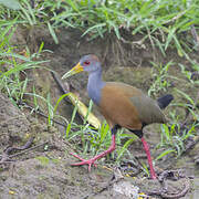 Grey-cowled Wood Rail