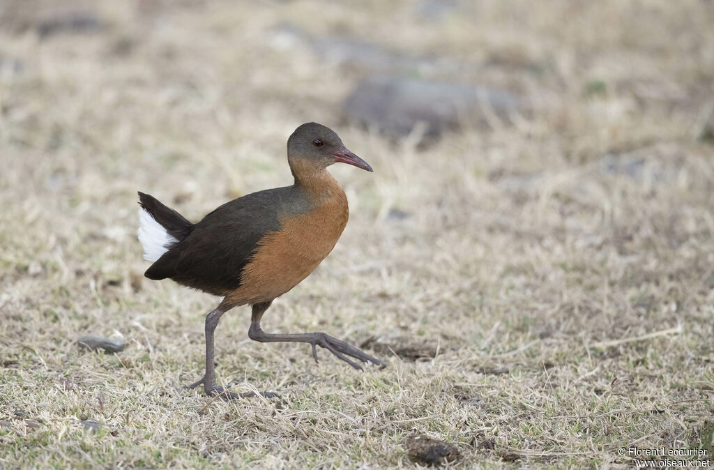 Rouget's Rail