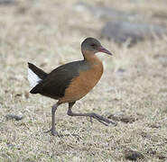 Rouget's Rail