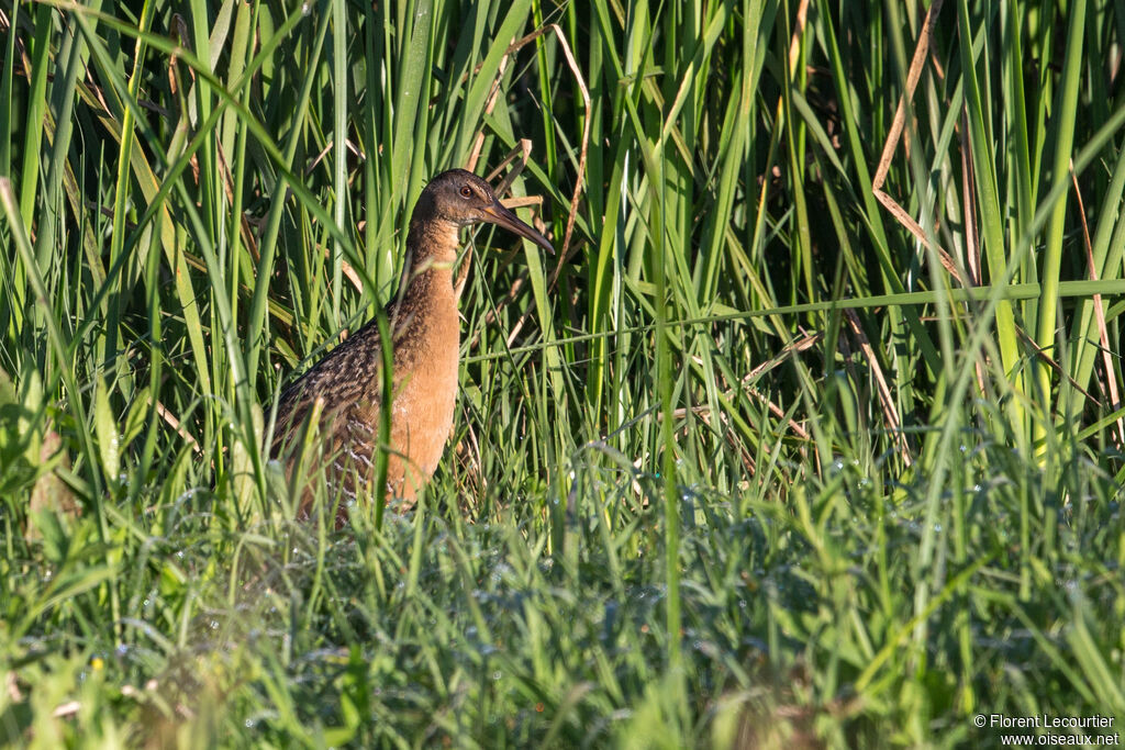 Clapper Rail