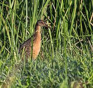 Clapper Rail