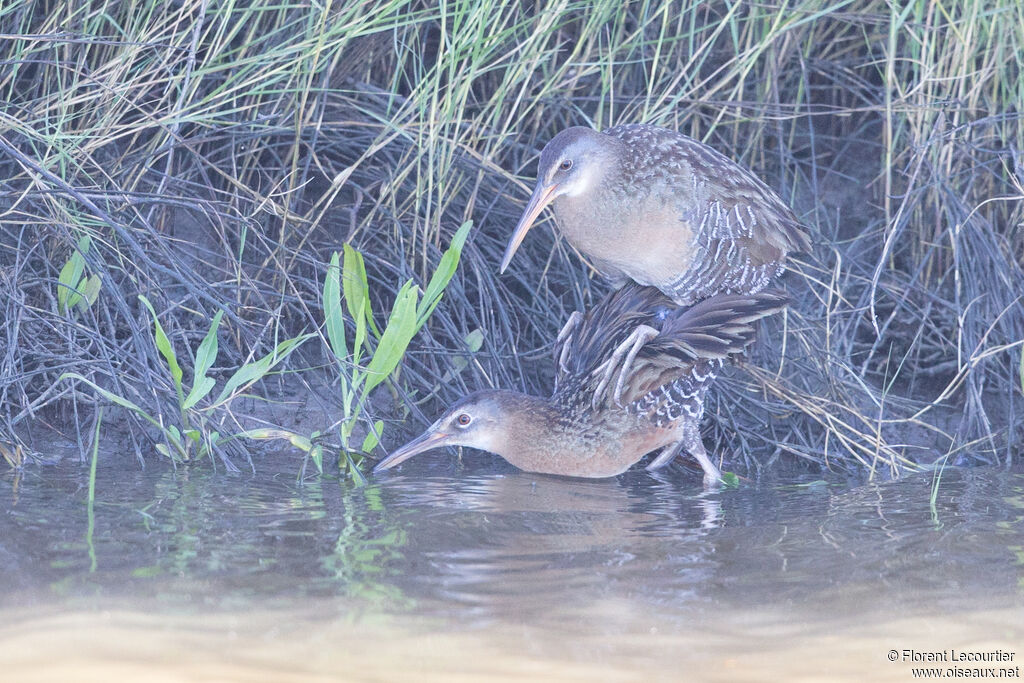 Râle tapageuradulte nuptial, accouplement.