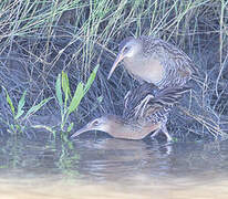 Clapper Rail