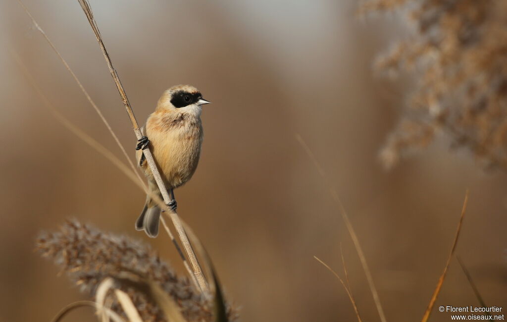 Eurasian Penduline Tit