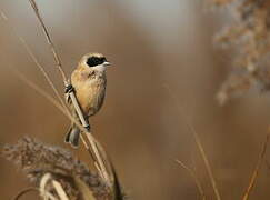 Eurasian Penduline Tit