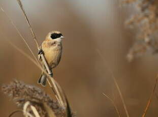 Rémiz penduline