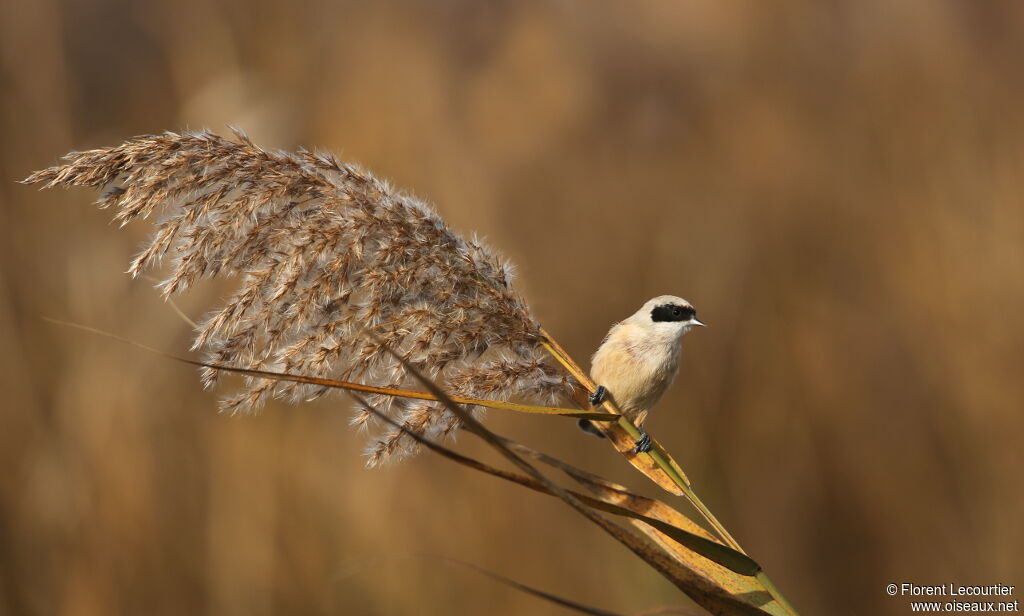 Rémiz penduline