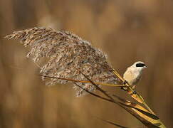 Eurasian Penduline Tit