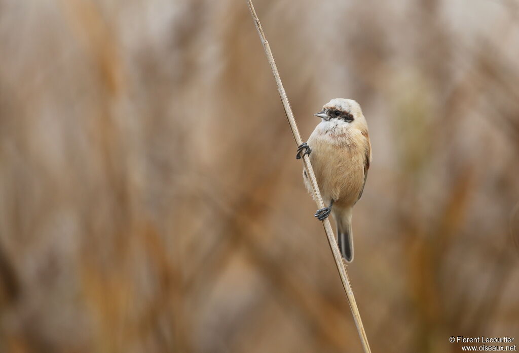 Rémiz penduline