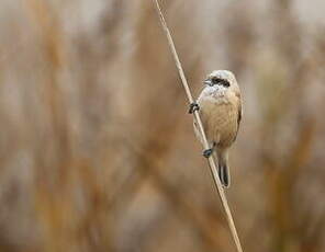 Rémiz penduline