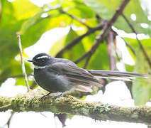 White-throated Fantail