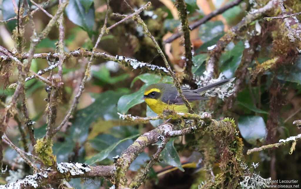 Rhipidure à ventre jaune