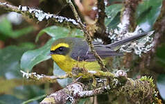 Rhipidure à ventre jaune