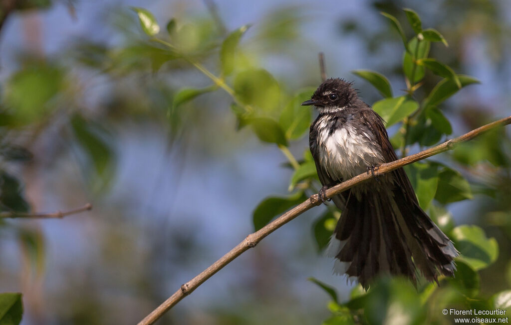 Malaysian Pied Fantail