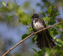 Malaysian Pied Fantail