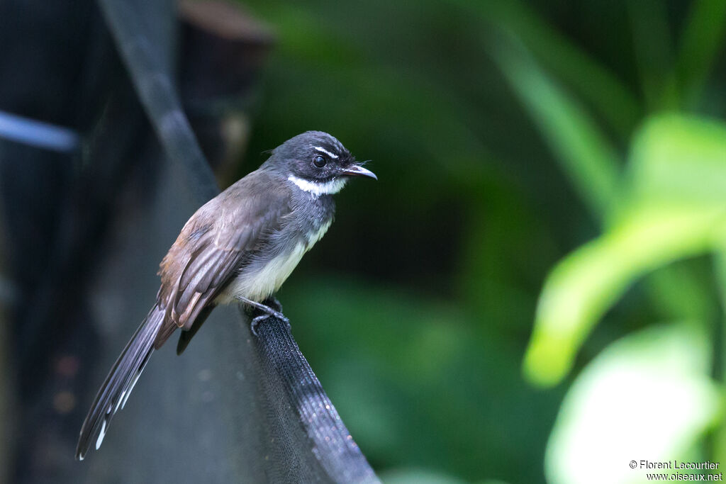 Malaysian Pied Fantail