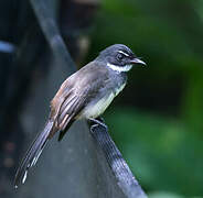 Malaysian Pied Fantail