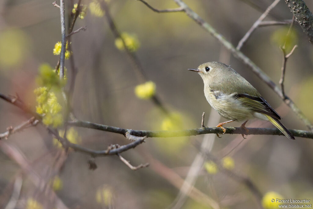 Ruby-crowned Kinglet