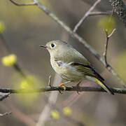 Ruby-crowned Kinglet