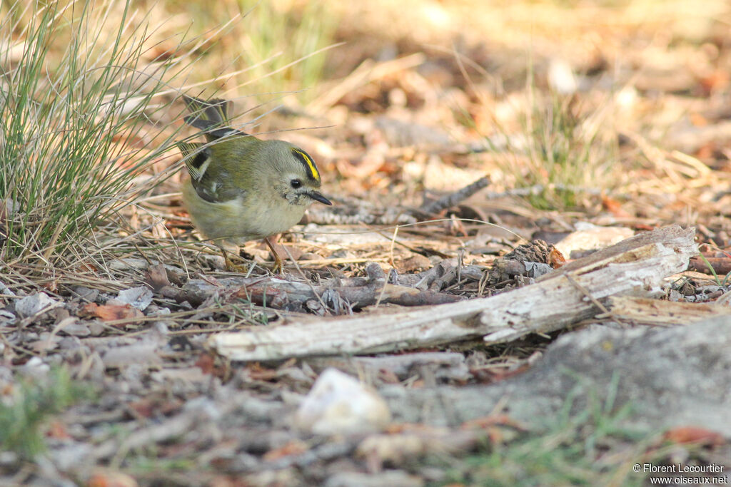 Goldcrest