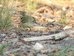 Goldcrest