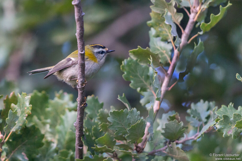 Common Firecrest