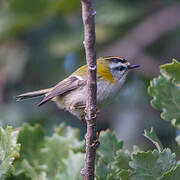 Common Firecrest