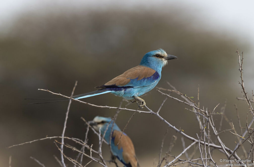 Abyssinian Roller