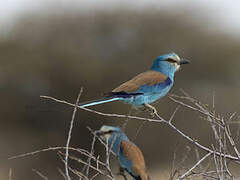 Abyssinian Roller